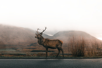 Reindeer , reindeer, animals, graphy HD wallpaper