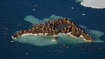 Living Island, blue, white, walrus, animals, nature, water, ice, ocean HD wallpaper