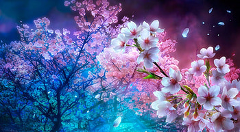 Cherry Blossom Night For px, Dark Cherry Blossom HD wallpaper