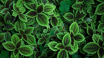 Green leaves, plants, garden HD wallpaper