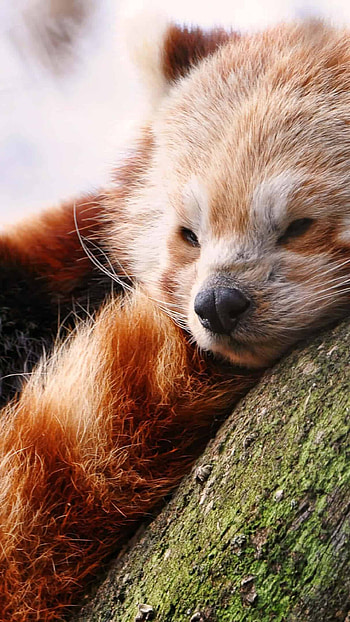 Baby red panda, U , Adorable charm, Delightful innocence HD phone wallpaper
