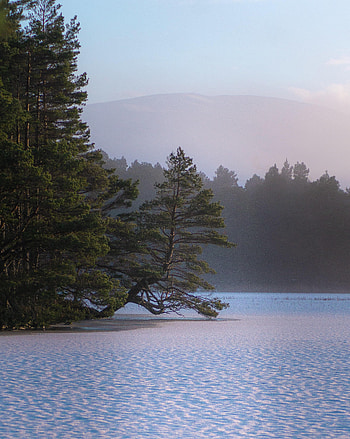 Nature, Trees, Snow, Lake, Shore, Bank, Fog HD phone wallpaper