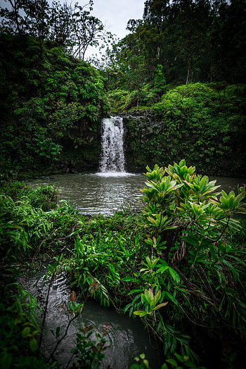 Nature, Grass, Leaves, Waterfall, Vegetation HD phone wallpaper