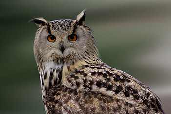 Animals, Owl, Bird, Predator, Plumage HD wallpaper