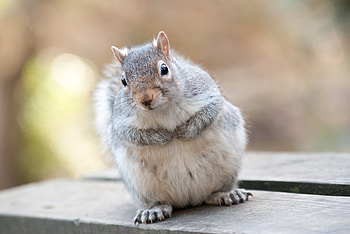 Animals, Squirrel, Fluffy, Thick, Fat, Animal HD wallpaper