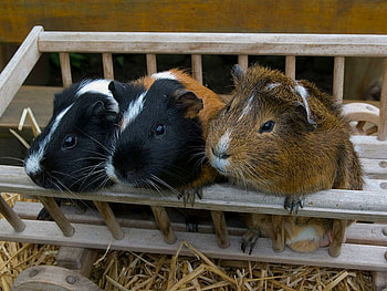 CUTE GUINEA PIGS, PIGS, CUTE, THREE, GUINEA HD wallpaper