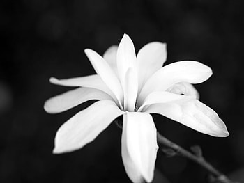 the light, beatiful, different, flower, black and white HD wallpaper