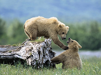 Animals, Bears HD wallpaper