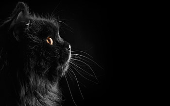 ... black cat 24160 px wallsource com ... HD wallpaper