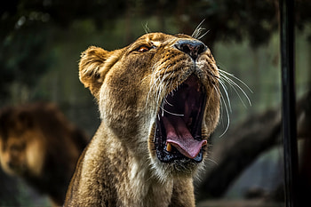Animals, Grin, Muzzle, Predator, Lioness HD wallpaper