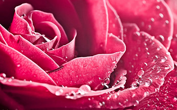 Pink, Flower, Macro, Rose Flower, Rose, Petals HD wallpaper
