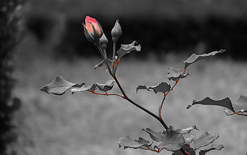 Plants, Flowers, Roses HD wallpaper