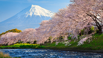 Japan Travels, Japan Mount Fuji spring flower HD wallpaper