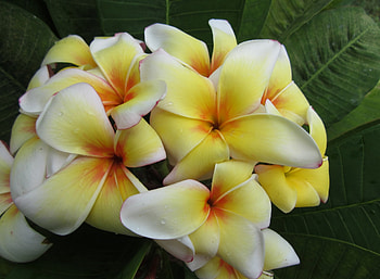 Plumeria Closeup, plumeria, petals, nature, flowers, lovely HD wallpaper