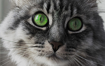 Cat, animal, white, black, face, bw, green eyes HD wallpaper