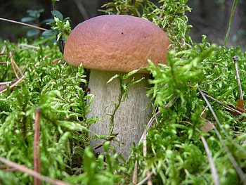 Food, Grass, Macro, Mushroom HD wallpaper