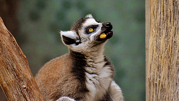 lemur, animal, food, tree HD wallpaper