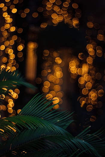 Golden bokeh lights create a warm ambiance paired with lush green leaves in the foreground. HD phone wallpaper
