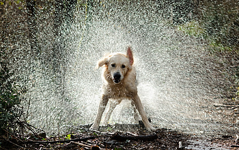 Animals, Dogs HD wallpaper