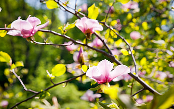 Plants, Flowers HD wallpaper