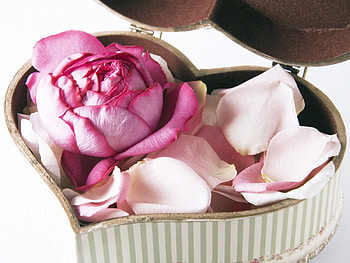 Roses, Love, Plant, Petals HD wallpaper