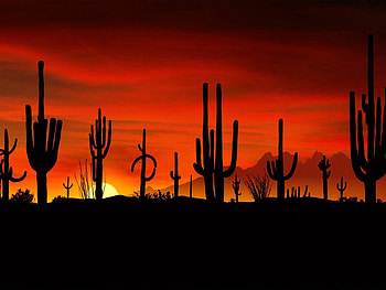 Nature, Cactuses, Sunset, Sun, Desert, Outlines, Evening, Shapes, Shape HD wallpaper