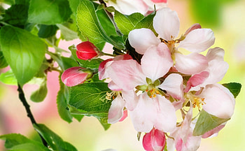 Beautiful Spring Flowers, white, buds, beautiful, spring, pink, leaves, flower, nature, lovely HD wallpaper