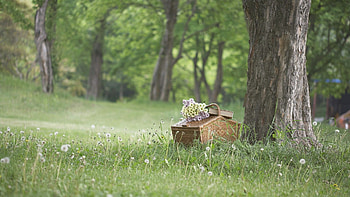 Picnic scene, Outdoor dining, Checkered blanket, Food HD wallpaper