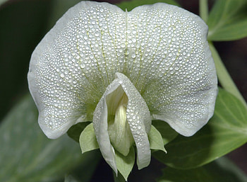 Exotic White Flower, white, flower, exotic, drops, nature HD wallpaper