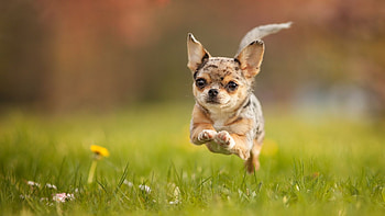 Chihuahua , Dog lovers' choice, Cute and tiny, Adorable pets HD wallpaper