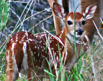beautiful fawn, fawn, beautiful, nature, wild, forest HD wallpaper