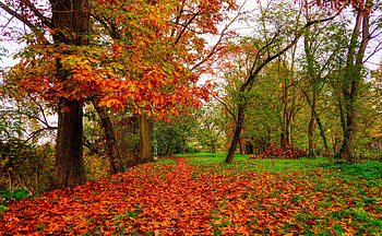 Bright foliage, Park, Trees, Glade, Branches, Leaves HD wallpaper
