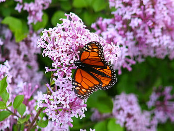 Blossom visitor, purple, white, black, butterfly, blossoms, orange, tree HD wallpaper