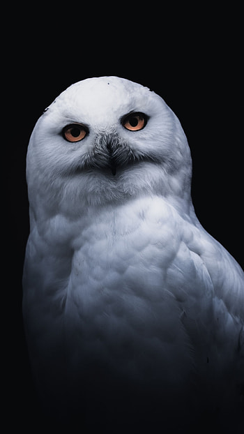 Hedwig, Black owl HD phone wallpaper
