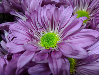Flora, flower, close up, petals HD wallpaper