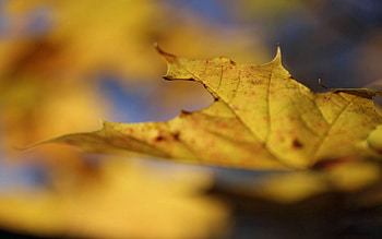 Nature, Autumn, Macro, Sheet, Leaf, Maple HD wallpaper