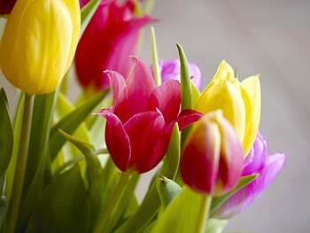TULIPS, PETALS, LEAVES, COLORS, STEMS HD wallpaper
