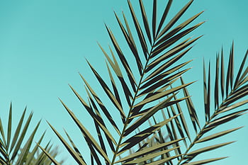 Close-up of green palm leaves with a bright blue sky backdrop, perfect for nature themes. HD wallpaper