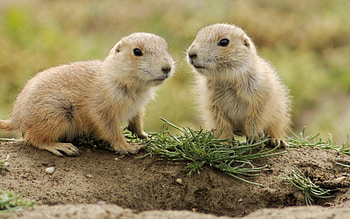 Animals, Grass, Couple, Pair, Stroll, Small HD wallpaper