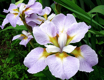 Flowers, Greens, Flower Bed, Flowerbed, Irises HD wallpaper
