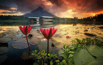 Mayon Volcano, Water lilies, Sunset view, Striking landscape HD wallpaper