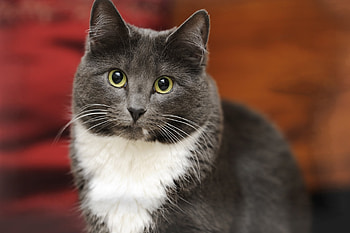 Animals, Cat, Muzzle, Sight, Opinion, Fat, Thick, Kind HD wallpaper