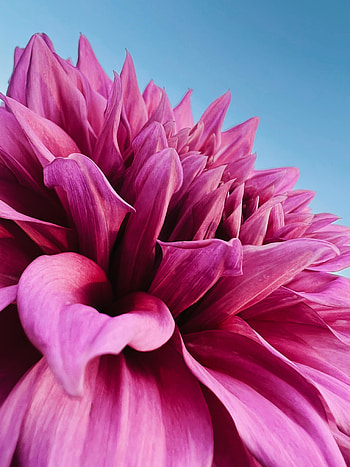 Pink flower, Gerbera, close up HD phone wallpaper