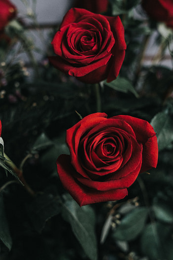 Flowers, Flower, Rose Flower, Rose, Bud HD phone wallpaper