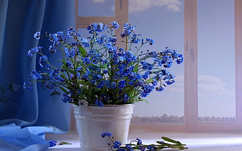 Blue Flowers, blue, still life, flowers HD wallpaper