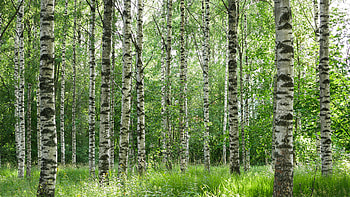 Bushes, Grass, Birch, Forest, Trees, Trunks, Nature, Landscape, Branches Nature HD wallpaper