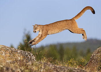 Cougar, Powerful feline, Silent stalker, Natural habitat HD wallpaper