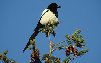 Eurasian Magpie, spruce, sky, bird, magpie, cones HD wallpaper