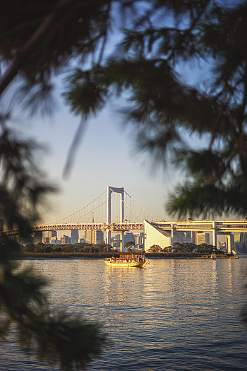 Cities, Rivers, Branches, Bridge, Boat HD phone wallpaper