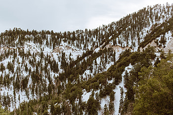 Nature, Trees, Mountains, Snow, Vertex, Tops HD wallpaper
